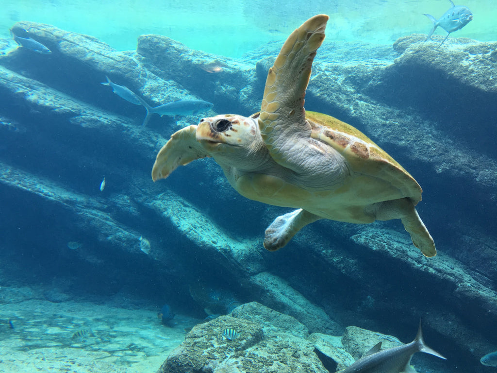 Exploring the Majestic Hawaiian Sea Turtle Species