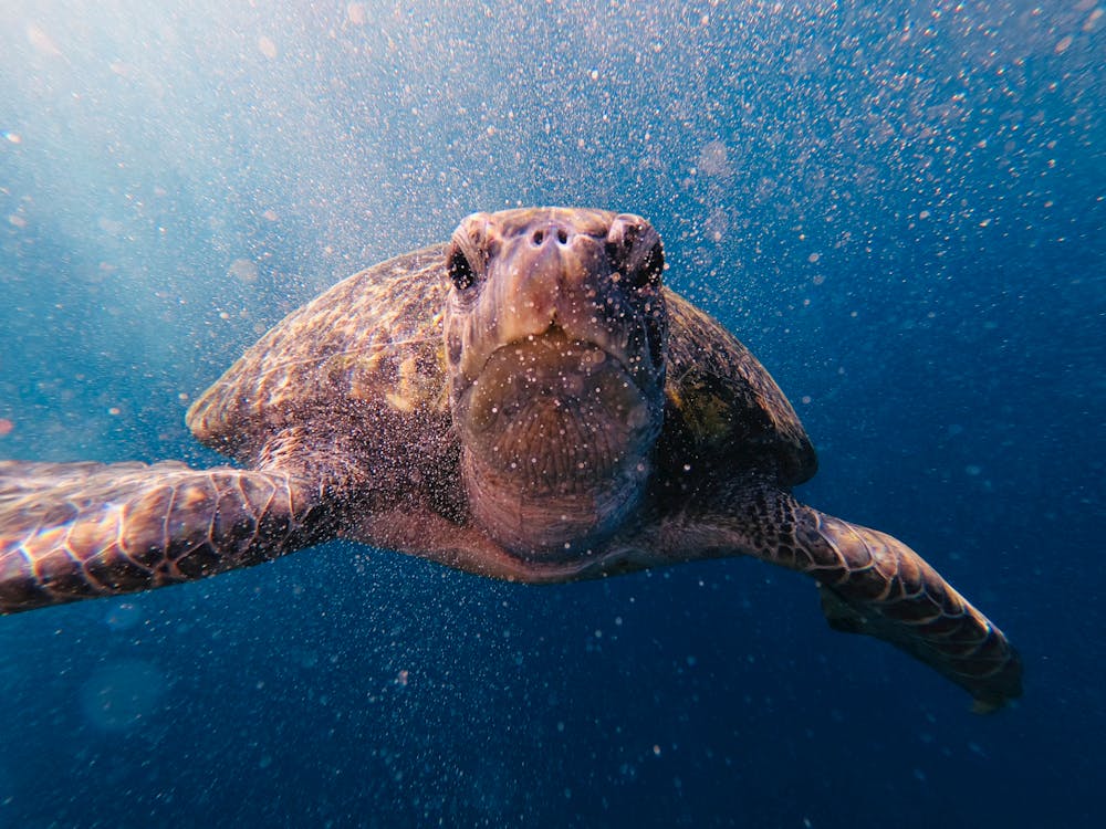 Balancing Conservation and Fisheries: Mitigating Sea Turtle Bycatch