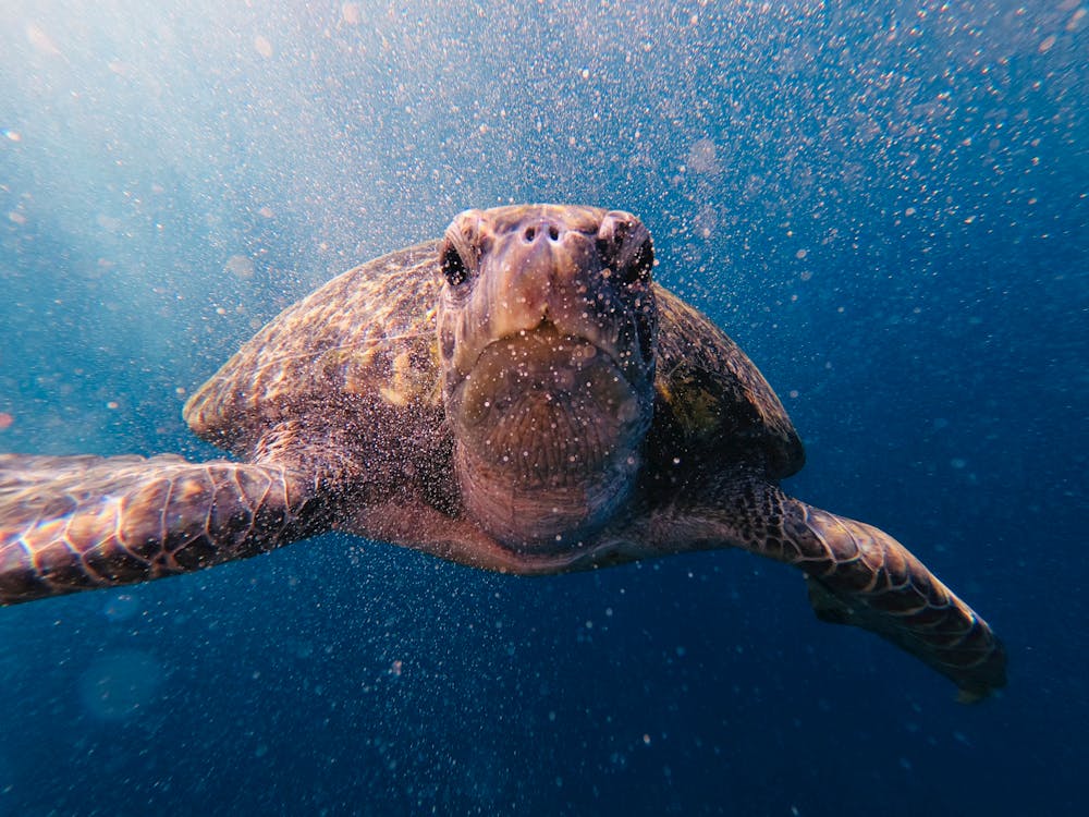 Balancing Conservation and Fisheries: Mitigating Sea Turtle Bycatch ...