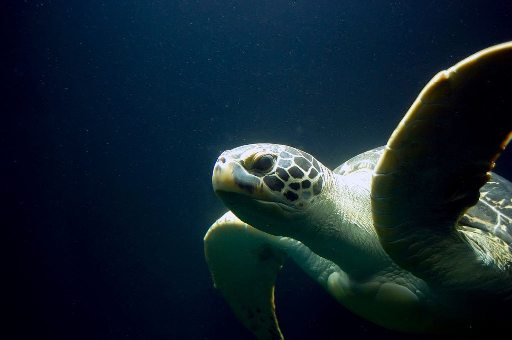 sea turtle swimming