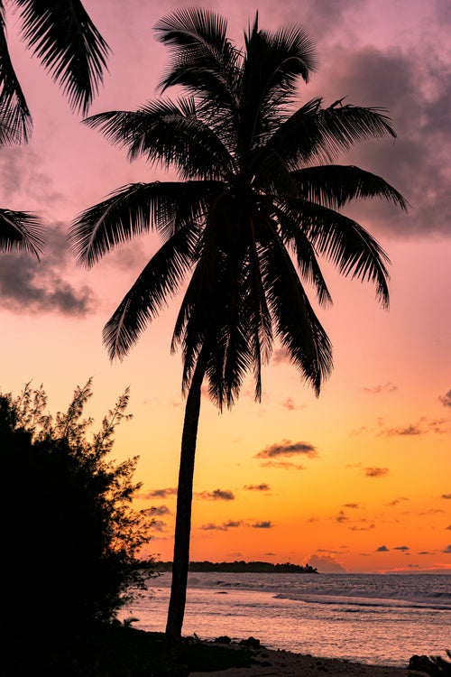 palm tree at sunset