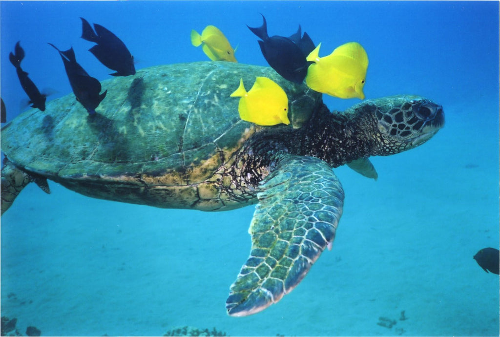 hawaiian green sea turtle